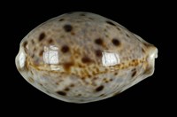 藏品(山貓寶螺)的圖片